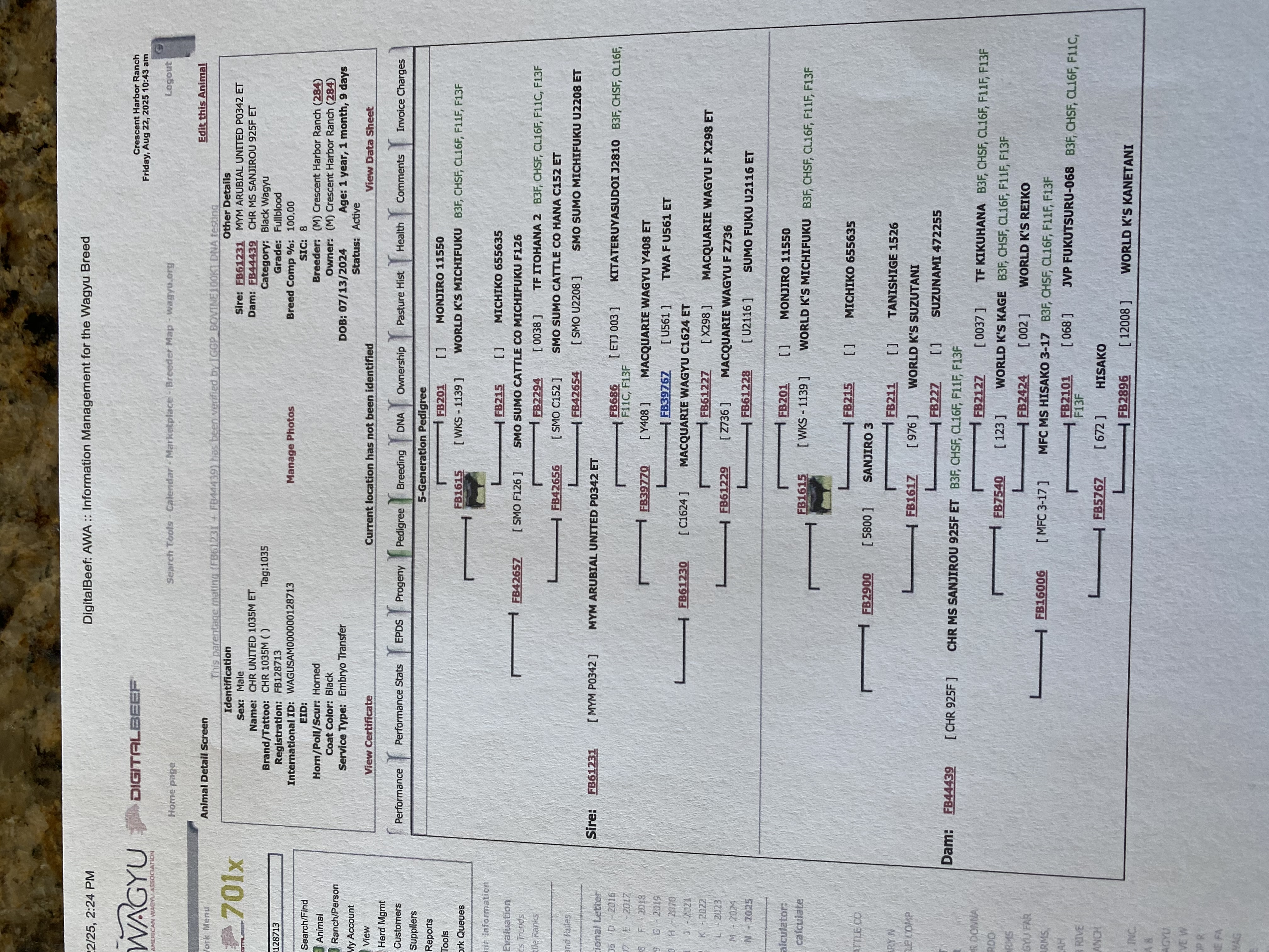 Our new bull Rocket genetics